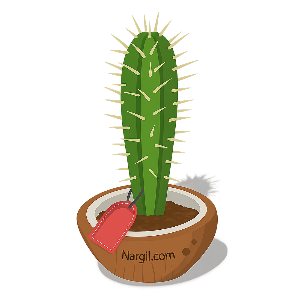  Nargil - the Toothpick cactus